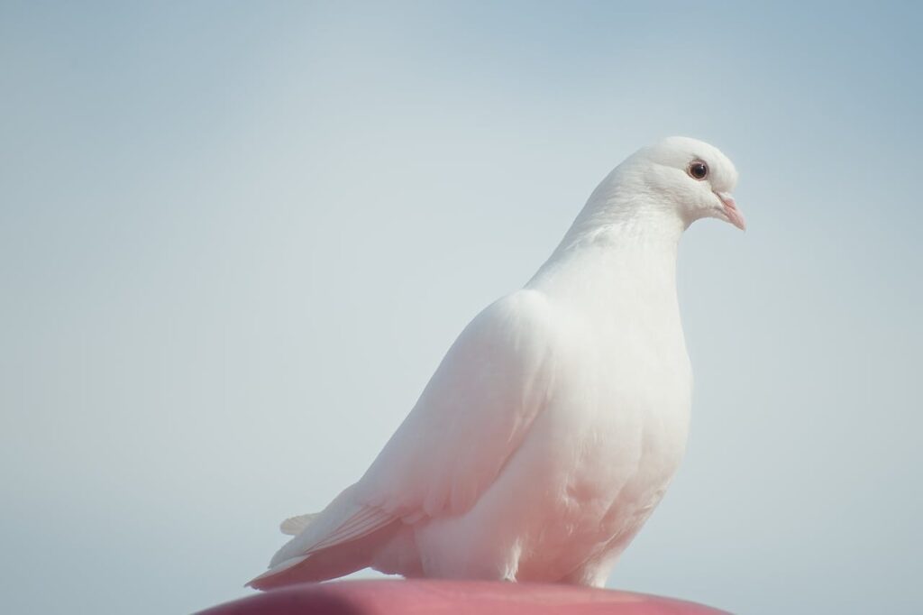 Dove