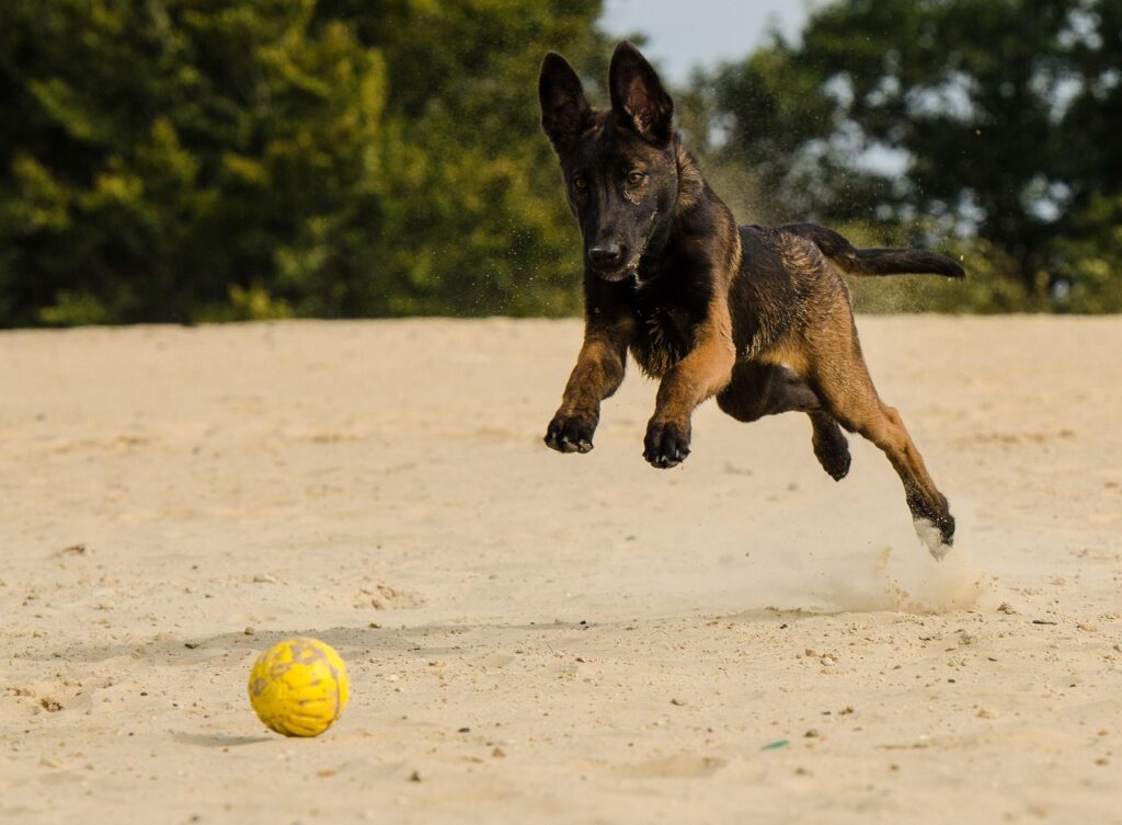 Belgian Malinois jumping at a beach