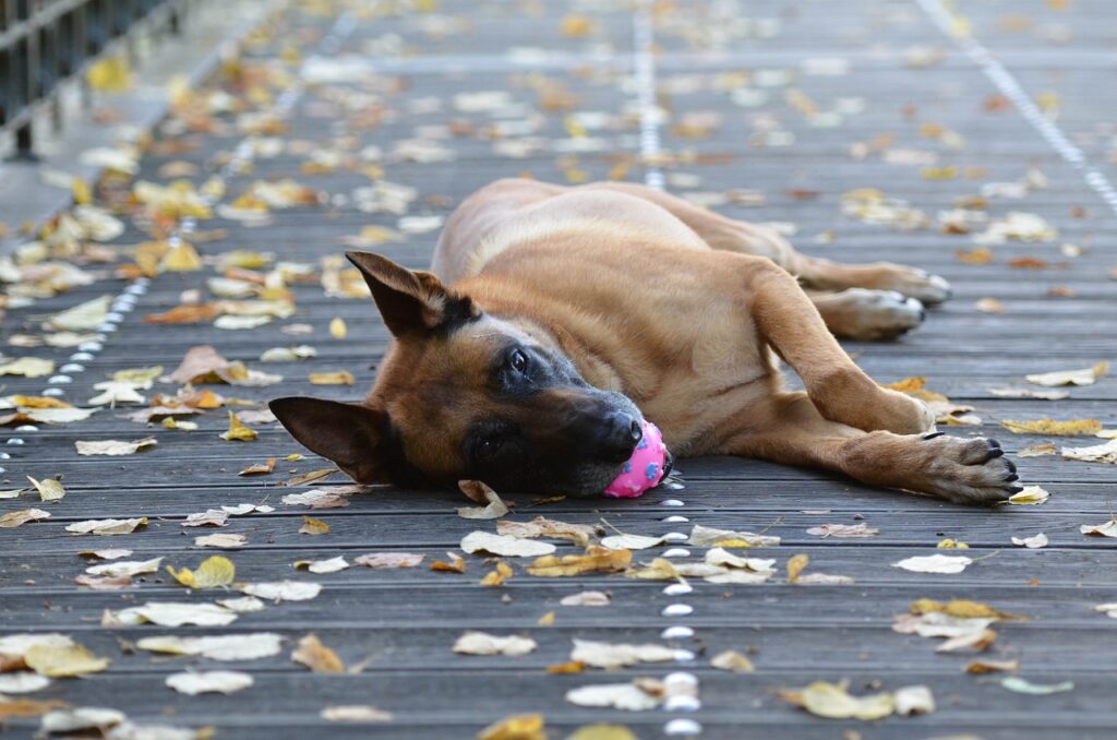 belgian malinois lying down
