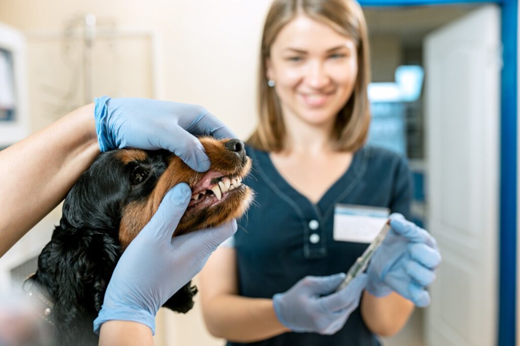 Dog visit clinic