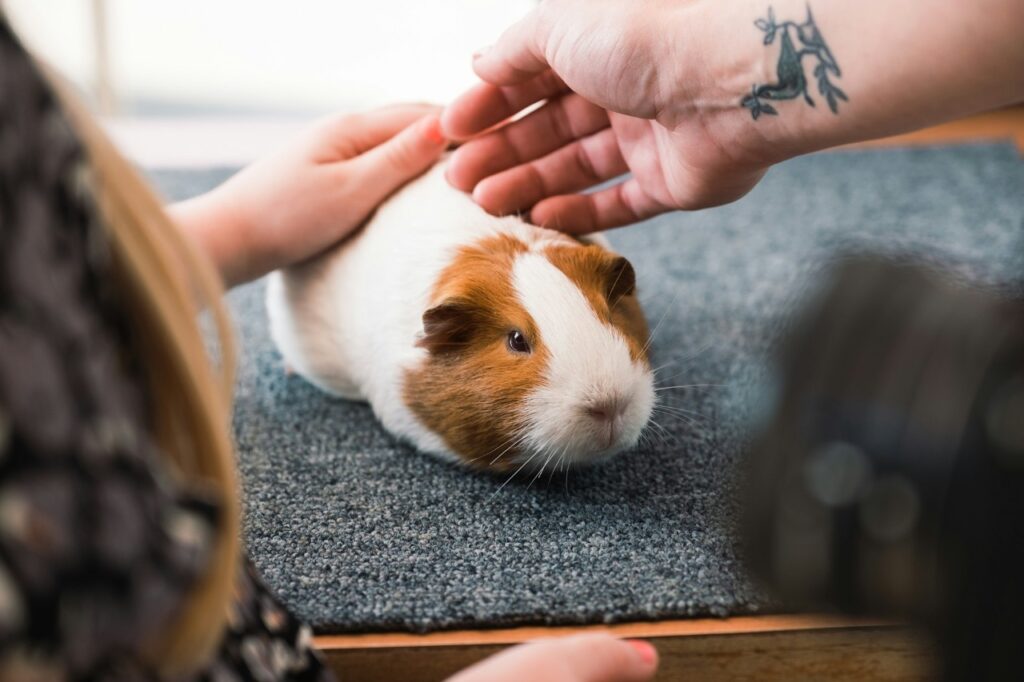 Petting Guinea pig