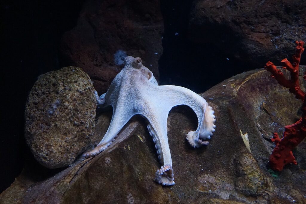An Octopus resting