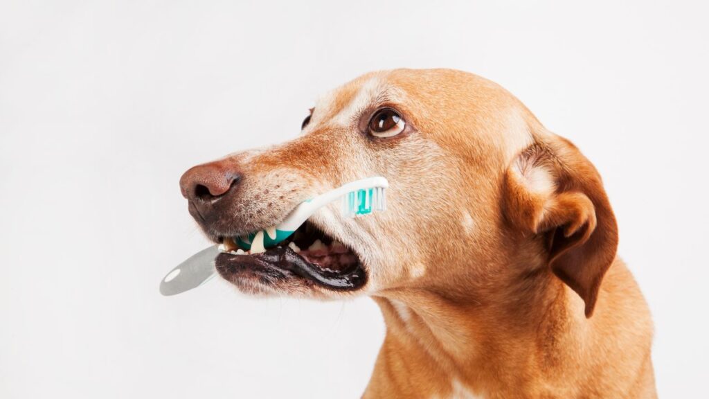 Daily dog brushing can extend dog's life