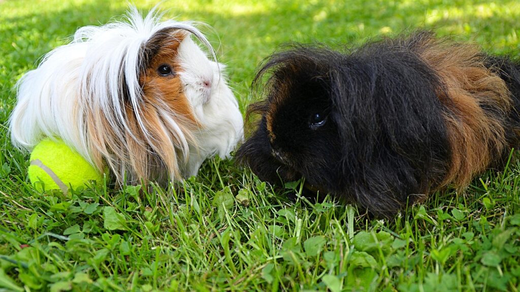 Two guinea pigs