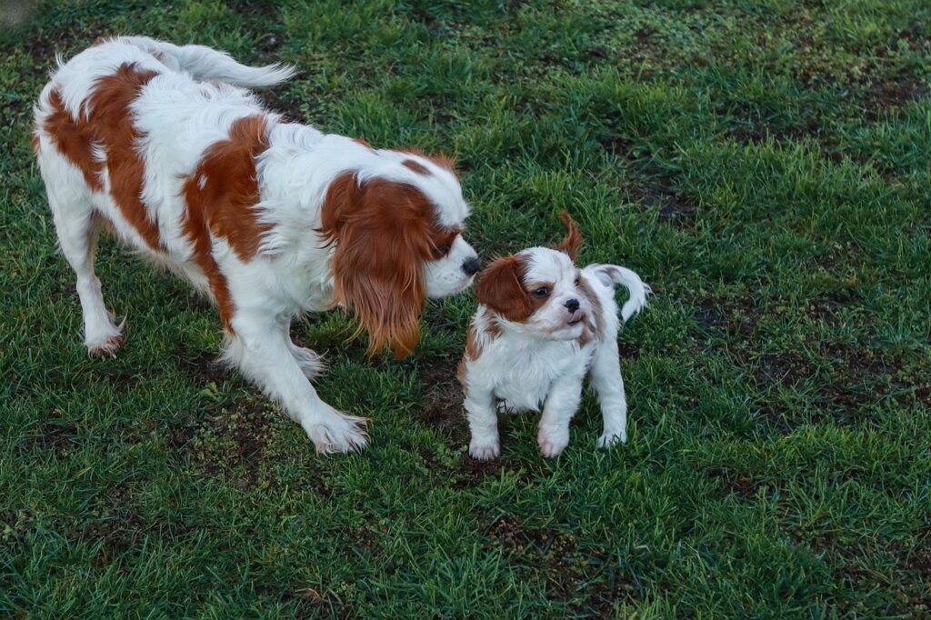 two cavalier king charles spaniels