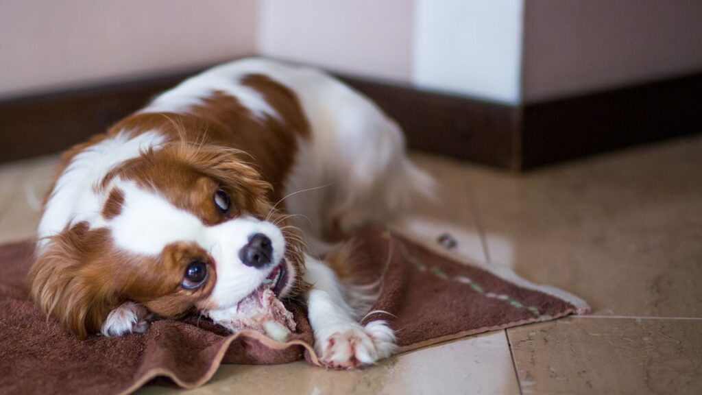 Cavalier King Charles Spaniel