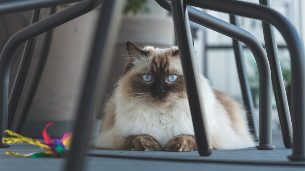 Ragdoll cat under a chair