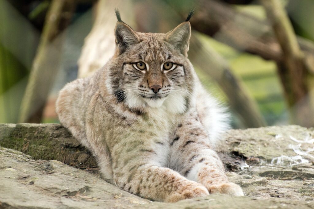 lynx cat