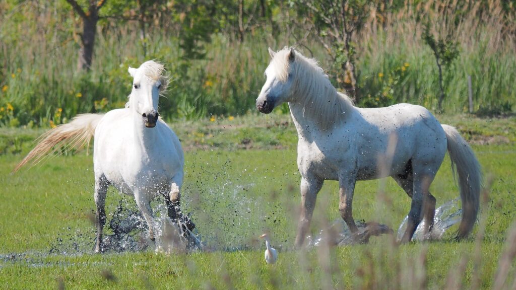 Camargue White Horse