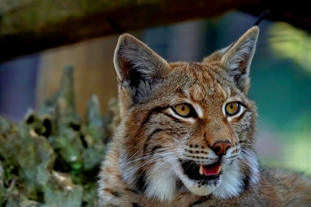 lynx growling