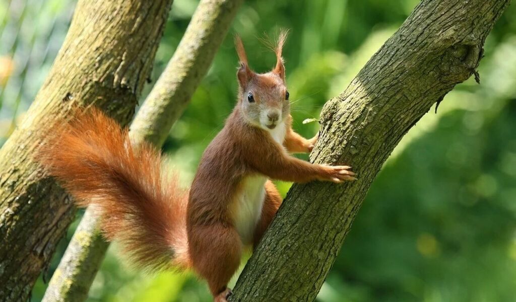 Squirrel climbing a tree trunk with a bushy tail.
