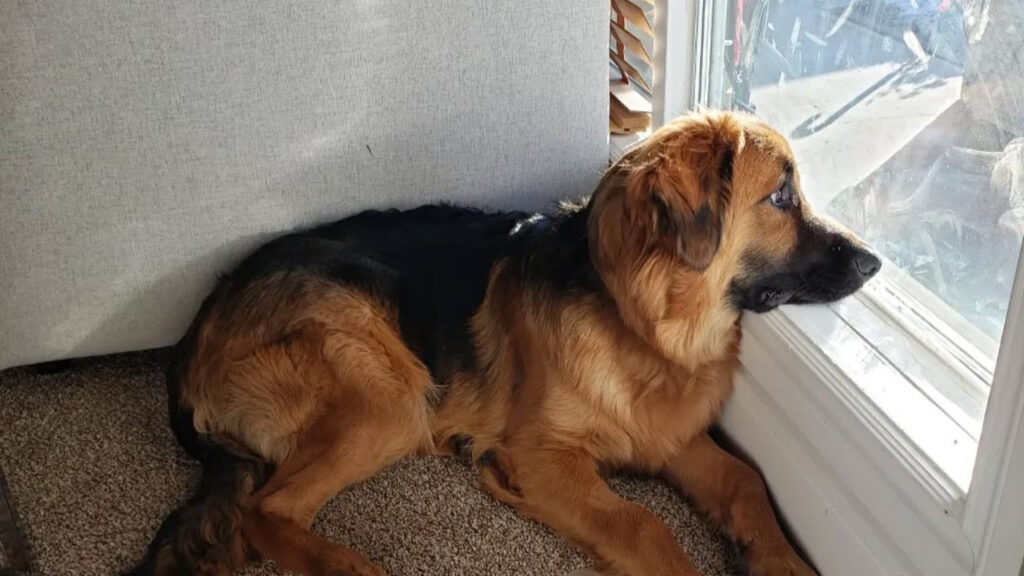 Golden Shepherd looking out the window