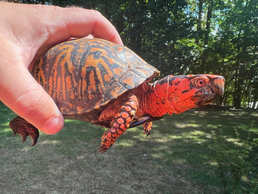 Eastern Box Turtle