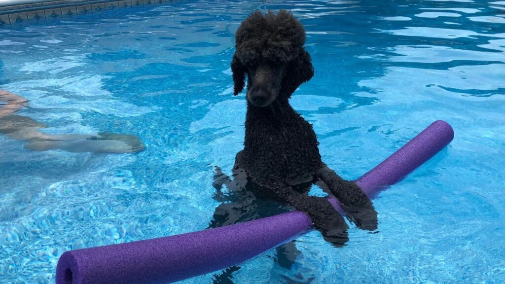 Standard poodle swimming