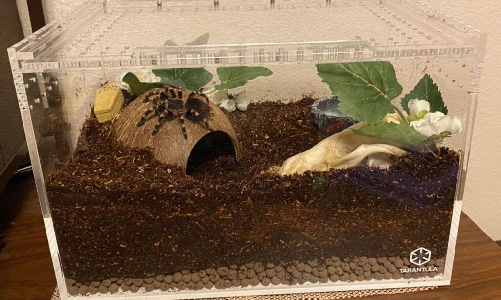 Tarantula Enclosure