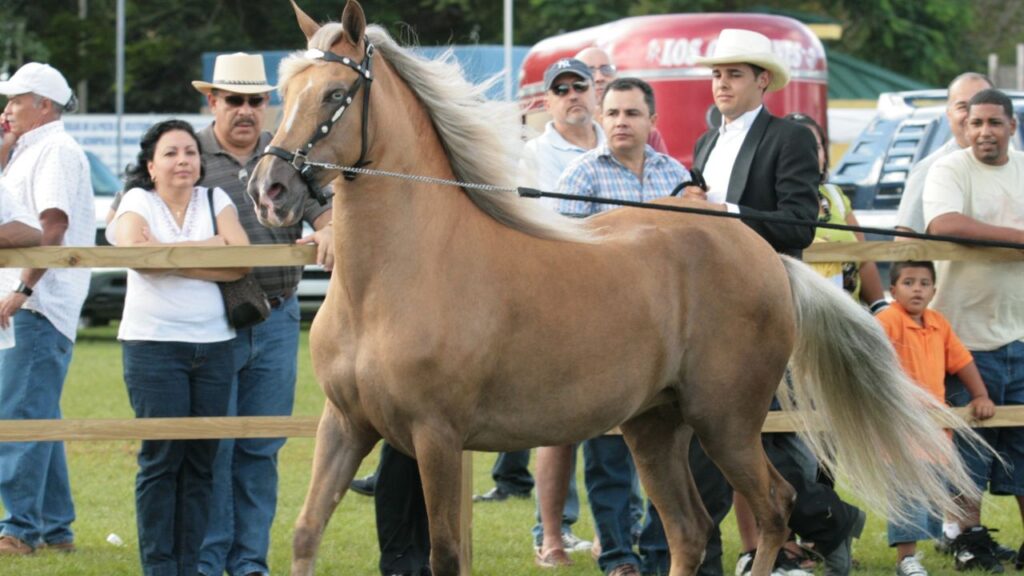 Paso fino