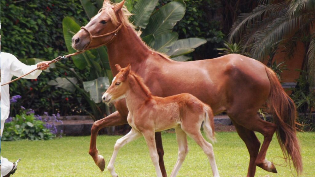Peruvian Paso