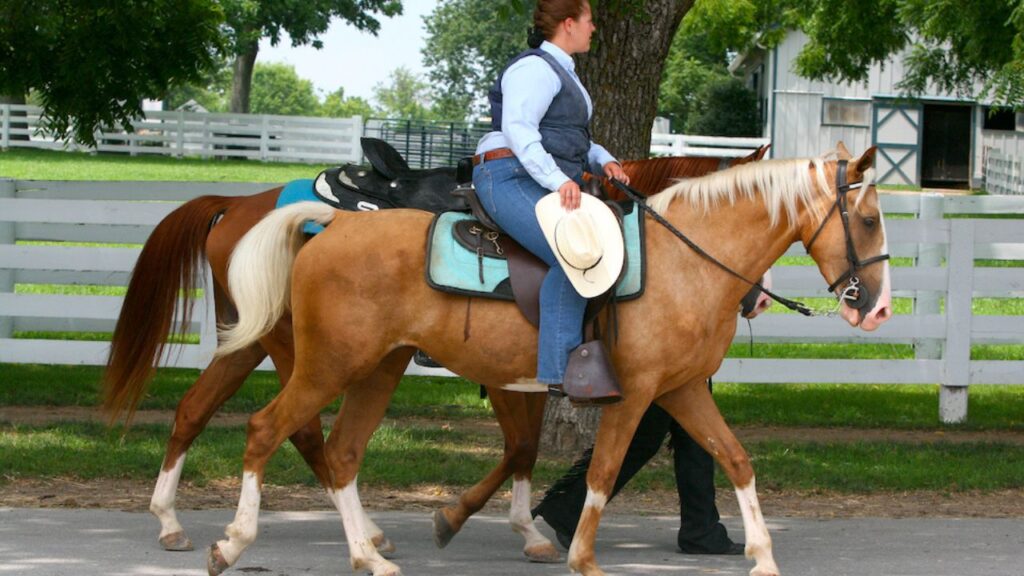 Kentucky Mountain Saddle Horse