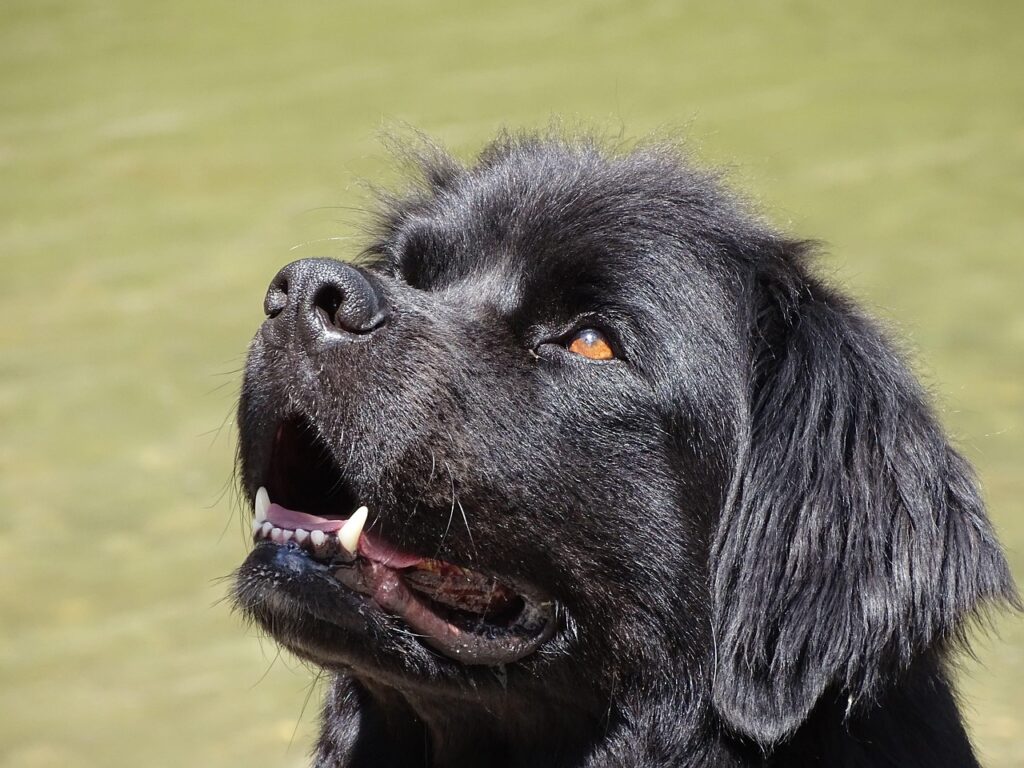 newfoundland staring happily