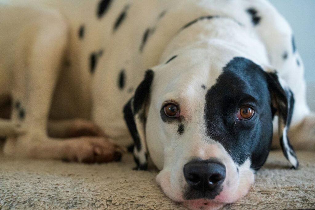 dalmatian dog lying down