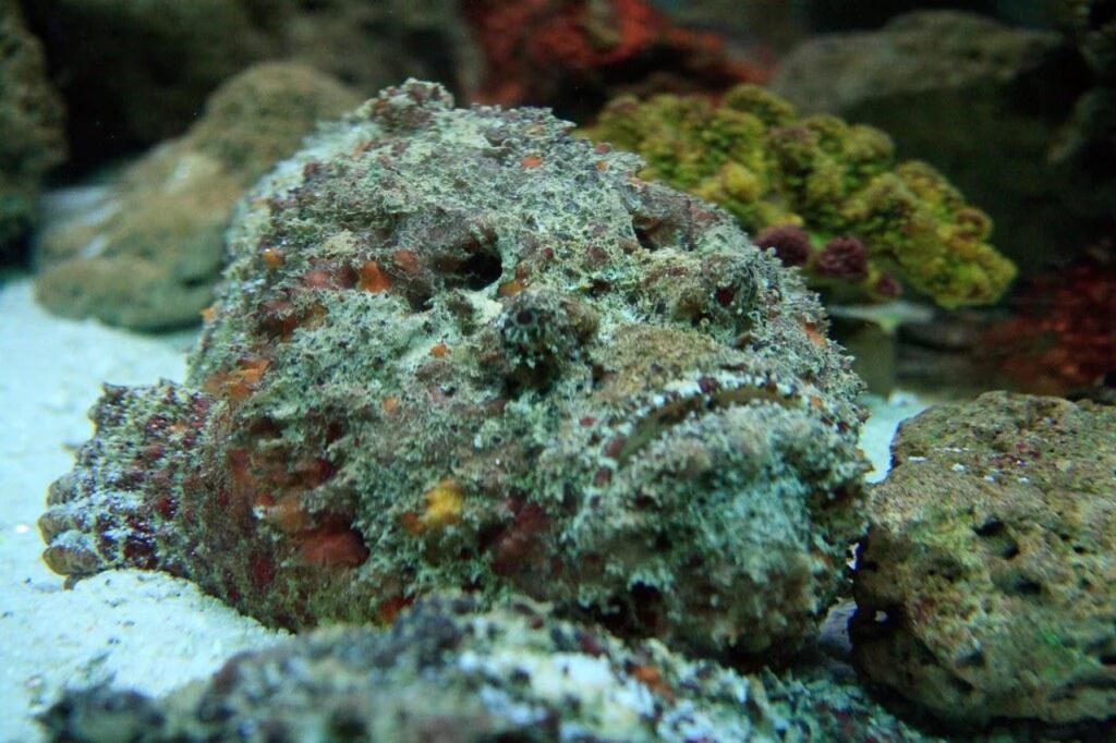 Stonefish (Synanceia)