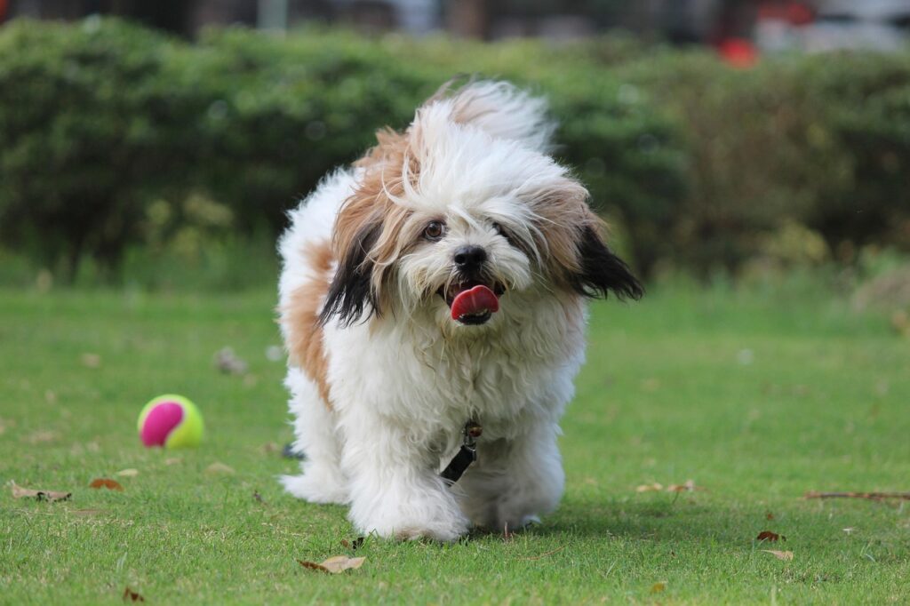 Lhasa Apso dog in a field