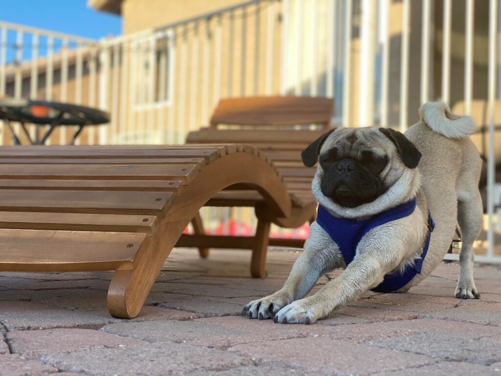 Pug near swimming pool