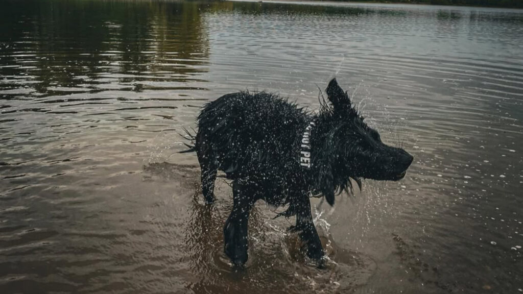 Golden Shepherd drenched