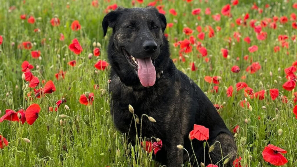 Golden Shepherd among flowers