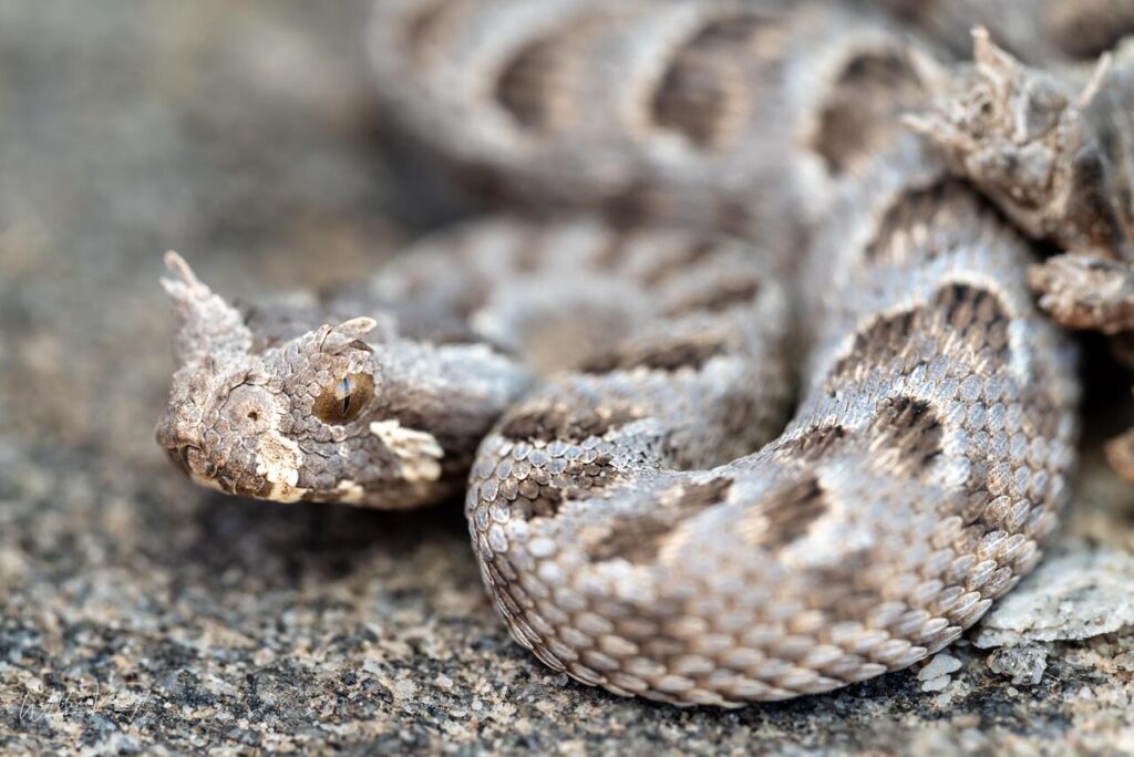 Albany Adder