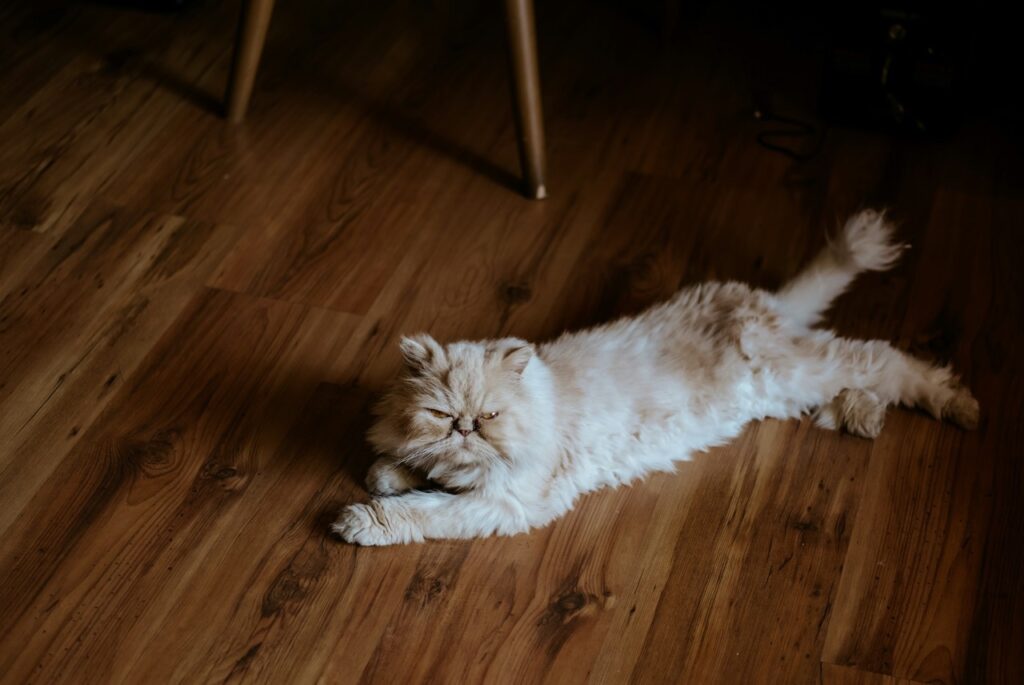 Persian cat lying on floor