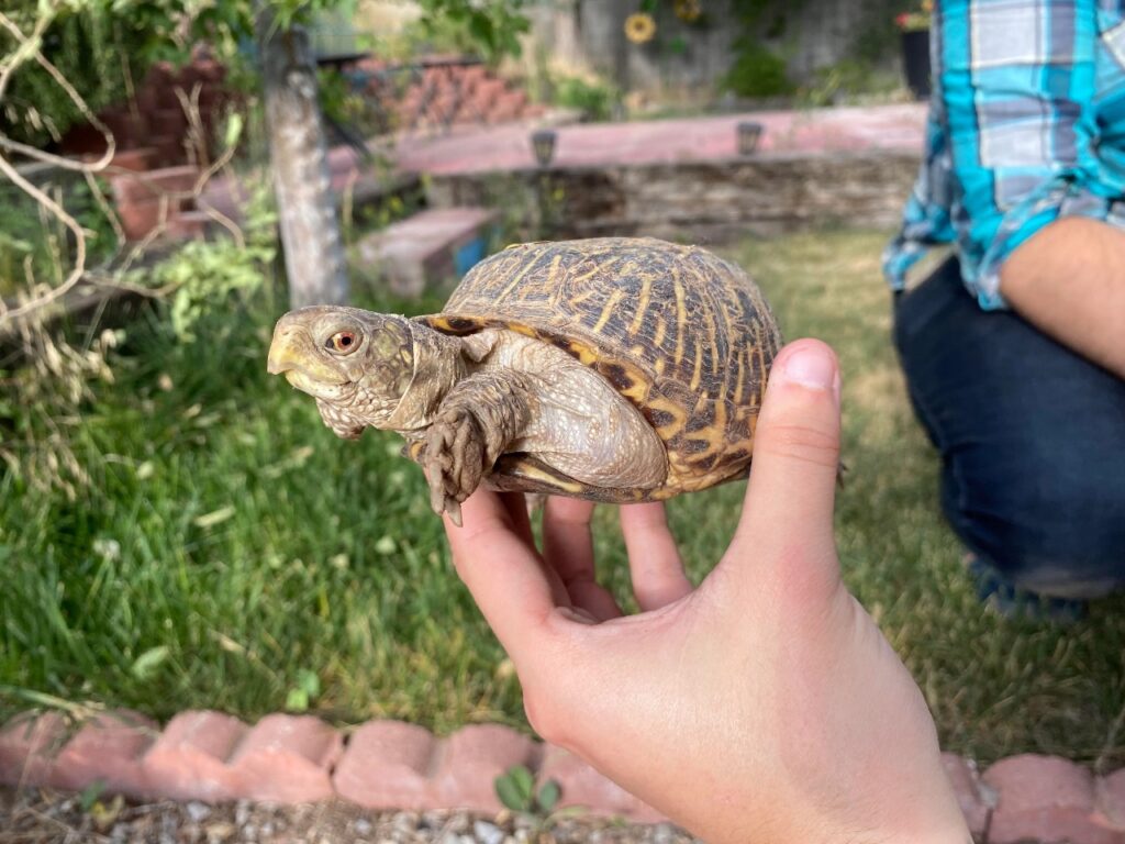 ornate box turtle