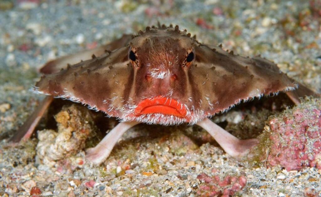 The red-lipped batfish