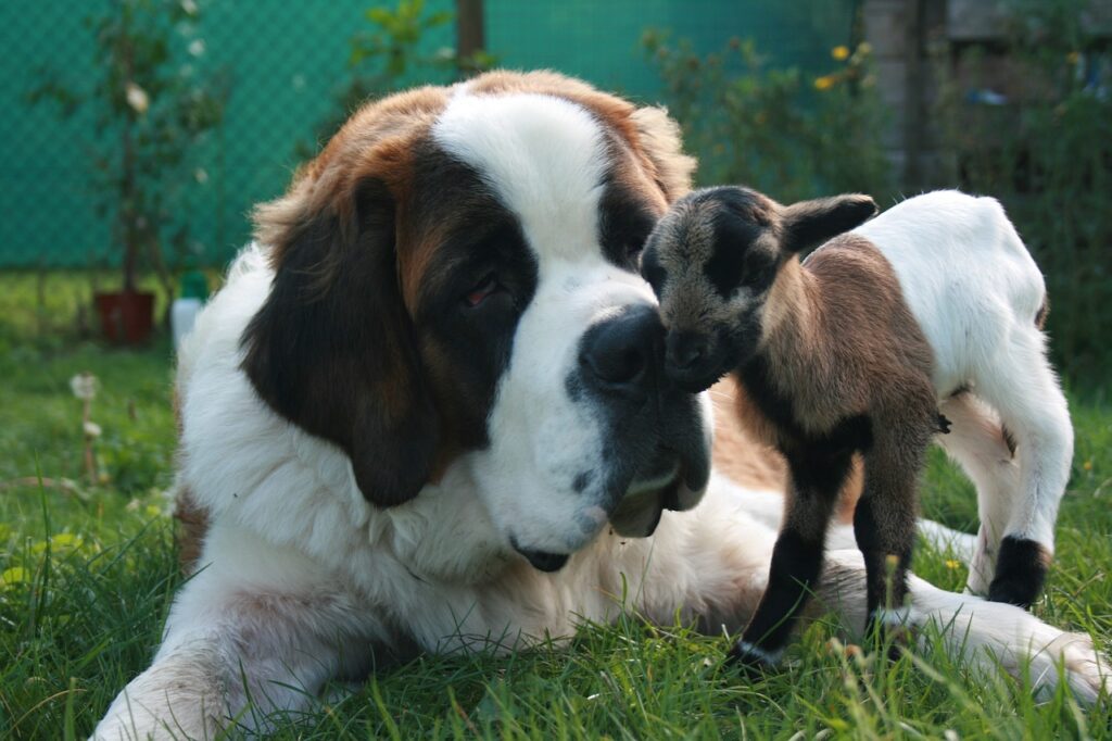 A Saint Bernard lying on the grass