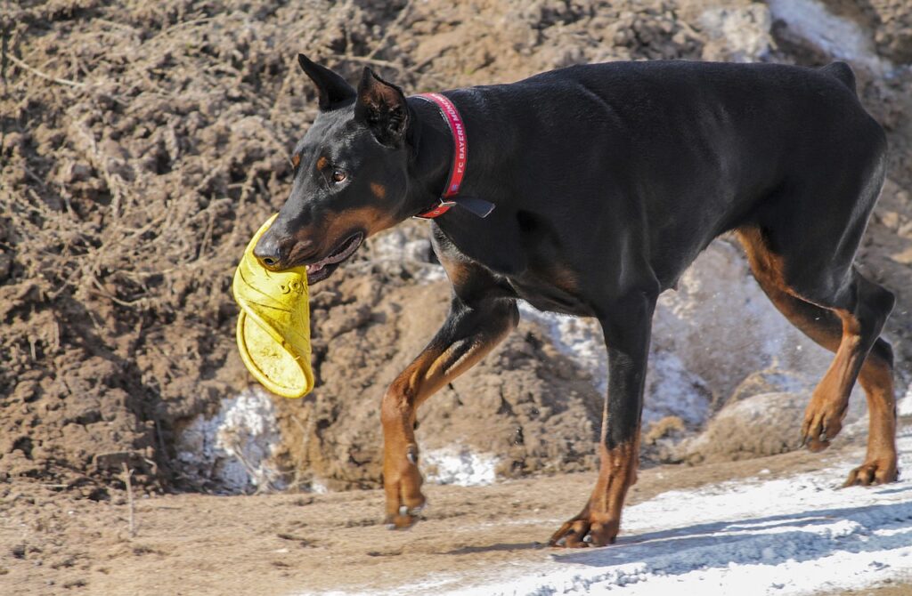 Doberman Pinscher with a toy