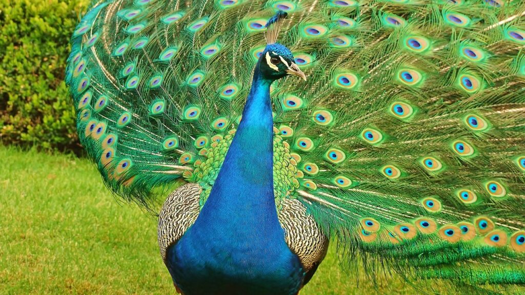 peacock with feathers out