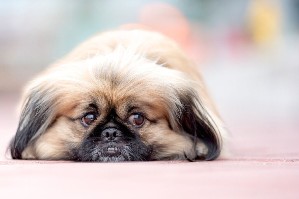 Pekingese dog