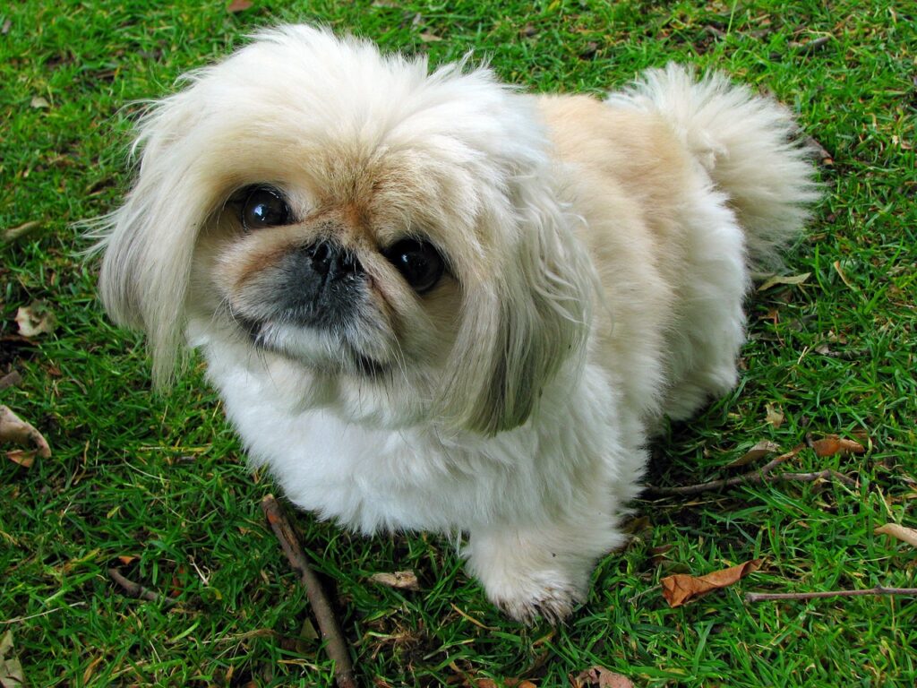 pekingese dog