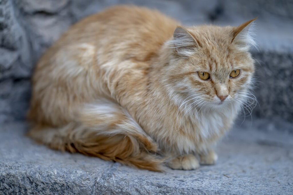 persian cat unamused