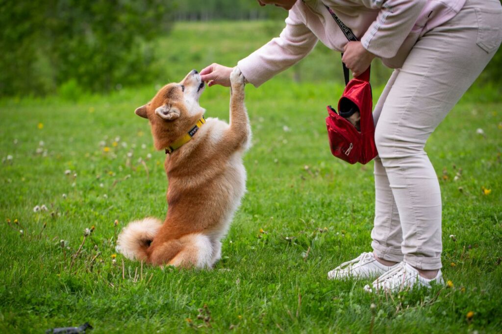shiba inu dog during training