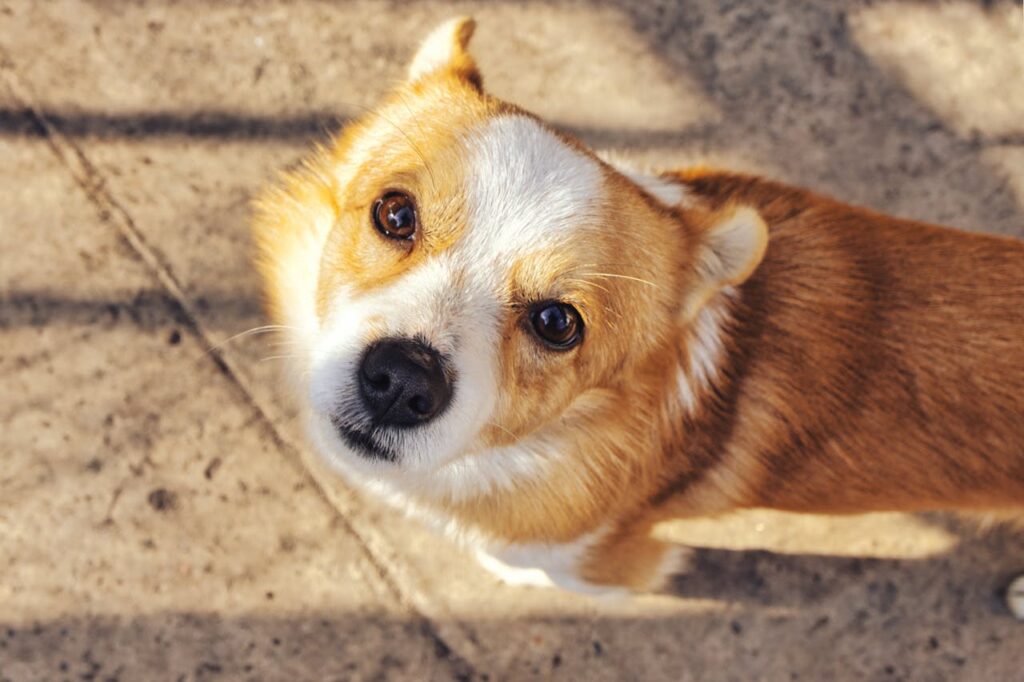 dog looking up with curiosity