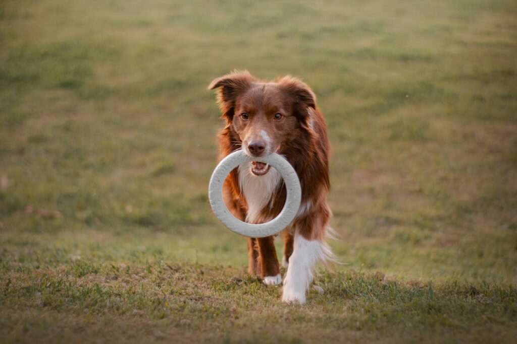 border collie