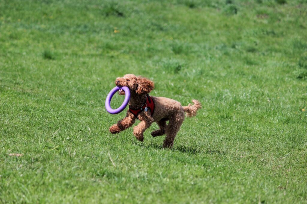 poodle running with toy in mouth