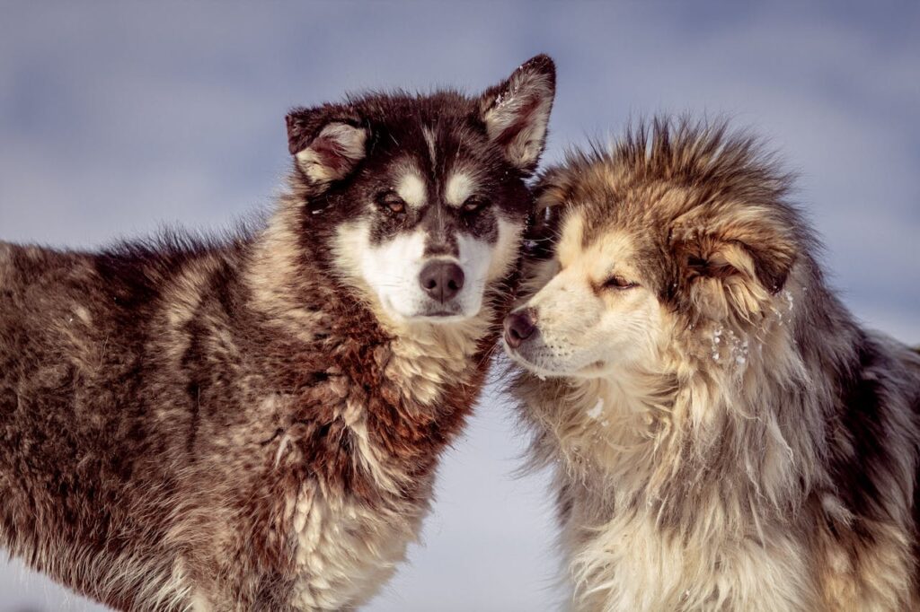 alaskan malamute dogs in the snow