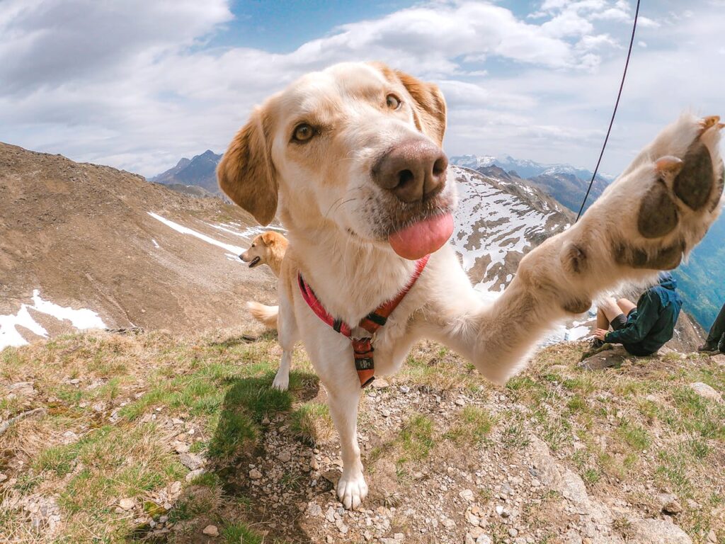 dog leash