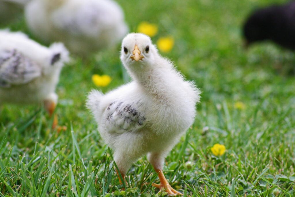 Reasons Why Owning Pet Chickens Is More Fun Than You Think
