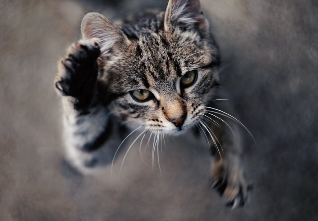 Charming Cats That Will Take Over Your House