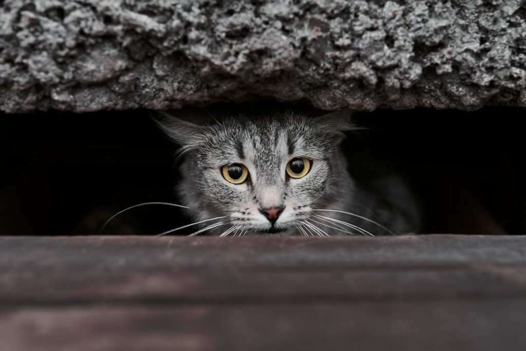 Cat hiding