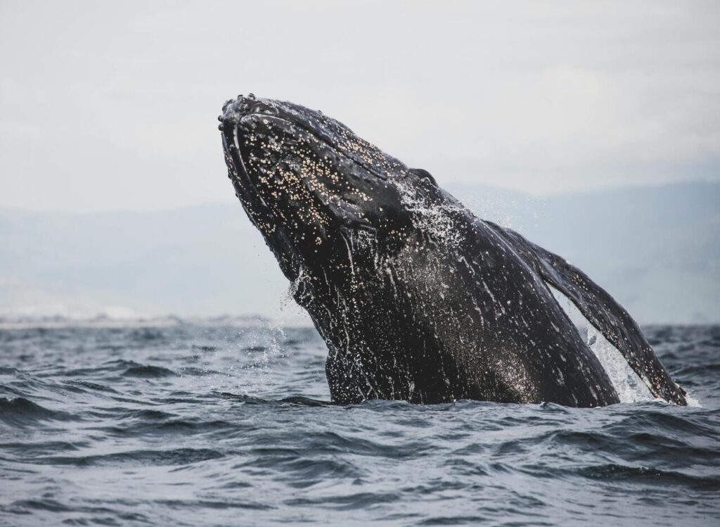 Gray whale