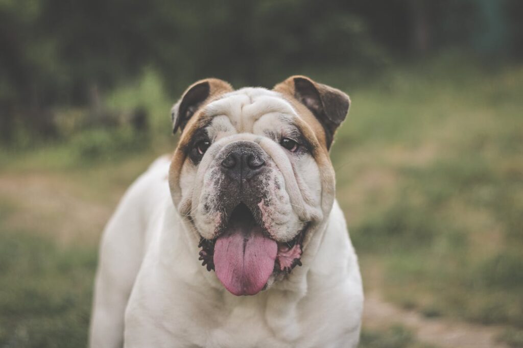 english-bulldog